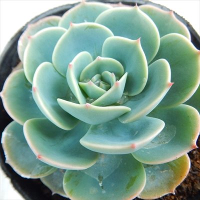Amazon｜多肉植物 caエケベリア 七福神 多肉植物 エケベリア 9cmポット